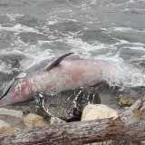 Un delfino di due metri e mezzo, senza vita, � stato ritrovato gioved� scorso sul lungomare sud di Bari, nei pressi di Torre Quetta